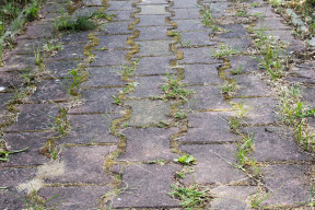 Kostka brukowa to ciągła walka z chwastami. Te 5 sposobów na jej czyszczenie zadziała