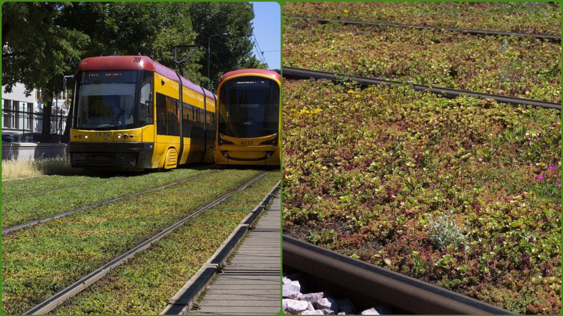 Zieleń na torach tramwajowych – inwestycja, która zmienia miasta