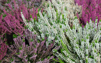 Wrzosy będą kwitły całą jesień. Tylko jeśli unikniesz tych błędów!
