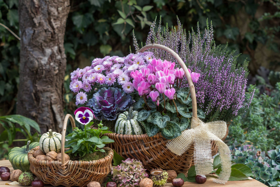 jesienna aranżacja wrzosy w koszyku wiklinowym