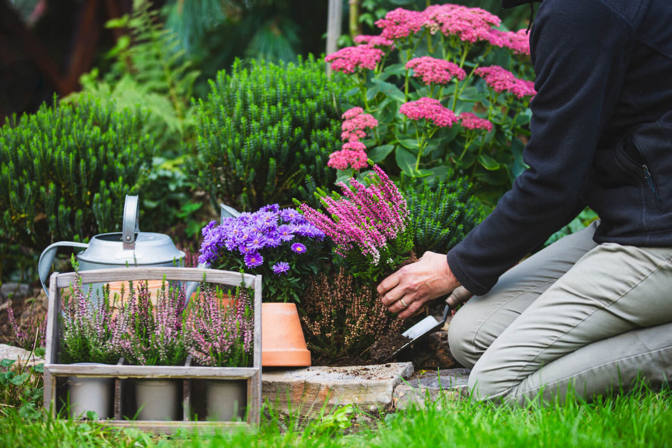 termin sadzenia wrzosów w ogrodzie
