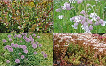 Jakie rośliny można sadzić na tzw. dachach zielonych?