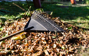 Co robić z liśćmi w ogrodzie? Za ich palenie grozi kara