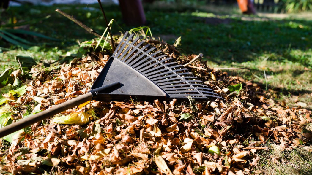 Co robić z liśćmi w ogrodzie? Za ich palenie grozi kara