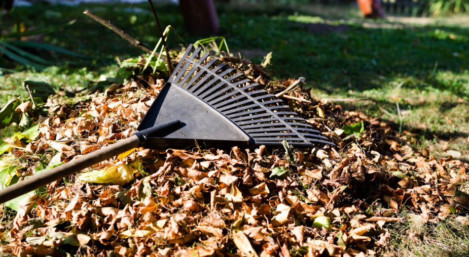 Co robić z liśćmi w ogrodzie? Za ich palenie grozi kara