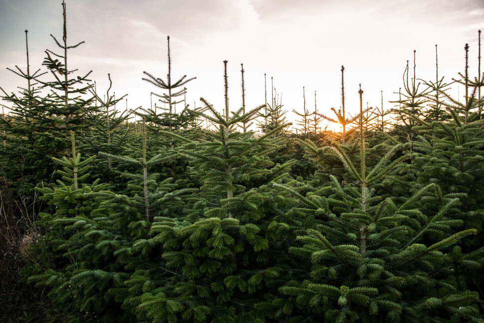 choinki z lasu na święta