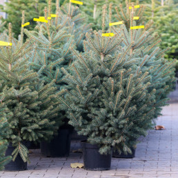 Tania choinka, która nie zgubi igieł. Leśna mapa 2025 pokazuje, gdzie kupisz ją za 40 zł