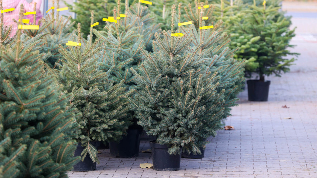 Tania choinka, która nie zgubi igieł. Leśna mapa 2025 pokazuje, gdzie kupisz ją za 40 zł