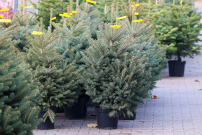 Tania choinka, która nie zgubi igieł. Leśna mapa 2025 pokazuje, gdzie kupisz ją za 40 zł