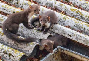 Jak pozbyć się kuny z poddasza? Wypróbuj patent z sierścią psa