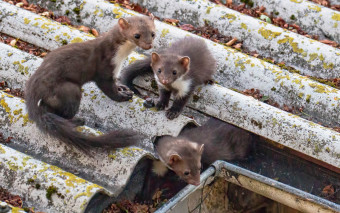 Jak pozbyć się kuny z poddasza? Wypróbuj patent z sierścią psa