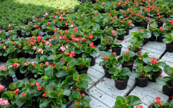 Doniczka jak słomka? UE bierze na celownik rośliny doniczkowe sprzedawane w marketach