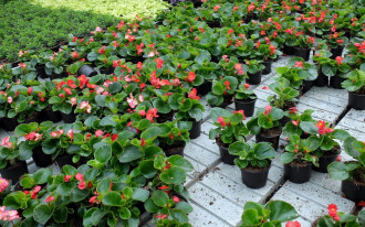 Doniczka jak słomka? UE bierze na celownik rośliny doniczkowe sprzedawane w marketach