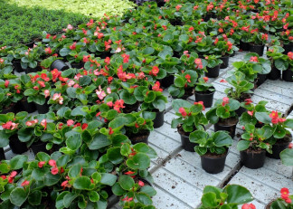 Doniczka jak słomka? UE bierze na celownik rośliny doniczkowe sprzedawane w marketach