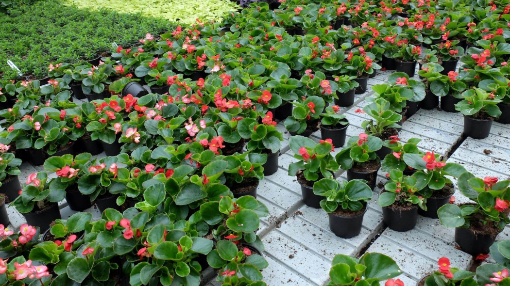 Doniczka jak słomka? UE bierze na celownik rośliny doniczkowe sprzedawane w marketach