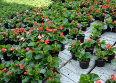 Doniczka jak słomka? UE bierze na celownik rośliny doniczkowe sprzedawane w marketach