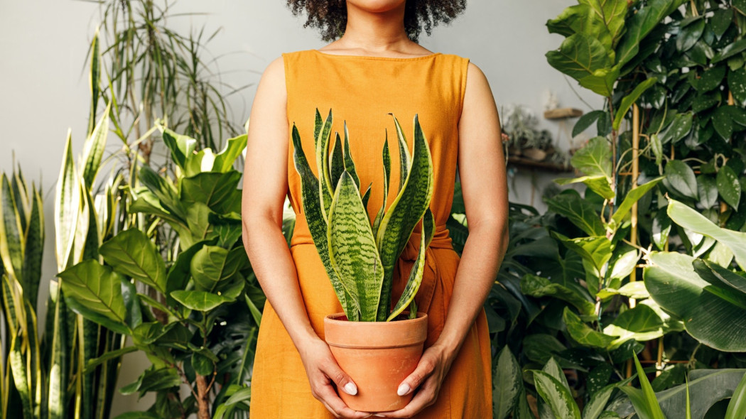 Rośliny doniczkowe nie do zdarcia - trzy kwiaty, które dobrze rosną mimo przerw w podlewaniu