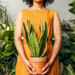 Rośliny doniczkowe nie do zdarcia - trzy kwiaty, które dobrze rosną mimo przerw w podlewaniu