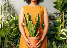 Rośliny doniczkowe nie do zdarcia - trzy kwiaty, które dobrze rosną mimo przerw w podlewaniu