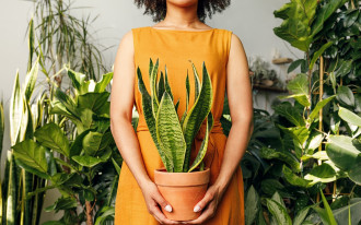 Rośliny doniczkowe nie do zdarcia - trzy kwiaty, które dobrze rosną mimo przerw w podlewaniu