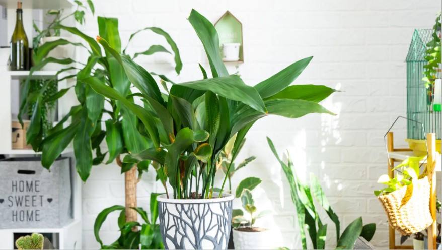 Aspidistra rośliny doniczkowe