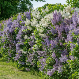 Żywopłot jak ogrodzenie - 11 krzewów, które łatwo strzyc i zagęścić