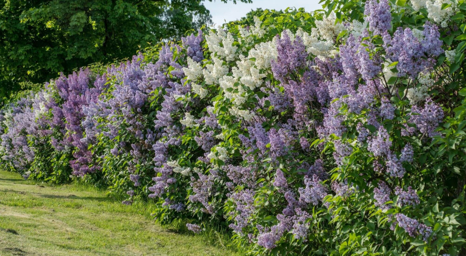 Żywopłot jak ogrodzenie - 11 krzewów, które łatwo strzyc i zagęścić