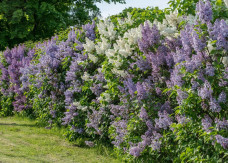 Żywopłot jak ogrodzenie - 11 krzewów, które łatwo strzyc i zagęścić
