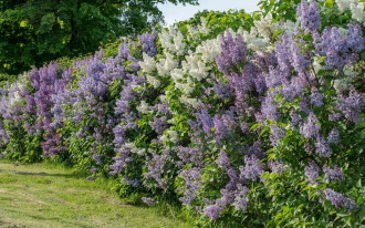 Żywopłot jak ogrodzenie - 11 krzewów, które łatwo strzyc i zagęścić