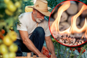 Czy popiół z pelletu nadaje się na nawóz do ogrodu?