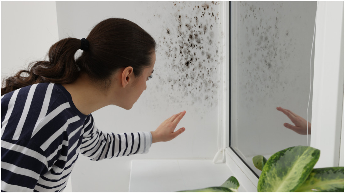 Pleśń w domu. Skąd się bierze i co robi z Twoim zdrowiem?