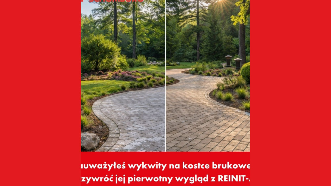 Mech i algi na kostce brukowej? Tak przywrócisz nawierzchni czysty wygląd