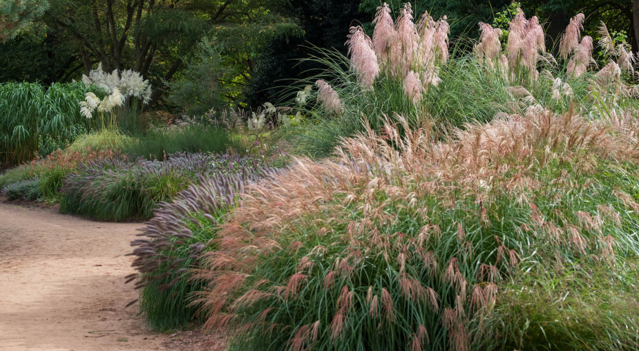 Dobry moment, by zadbać o trawy ozdobne. Zrób to teraz, a będą pięknie rosły