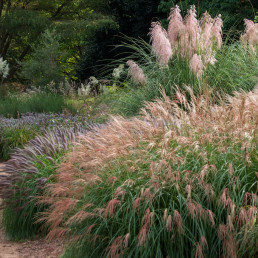 Dobry moment, by zadbać o trawy ozdobne. Zrób to teraz, a będą pięknie rosły