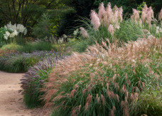 Dobry moment, by zadbać o trawy ozdobne. Zrób to teraz, a będą pięknie rosły