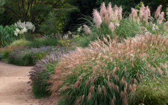 Dobry moment, by zadbać o trawy ozdobne. Zrób to teraz, a będą pięknie rosły