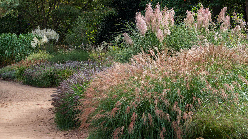 Dobry moment, by zadbać o trawy ozdobne. Zrób to teraz, a będą pięknie rosły