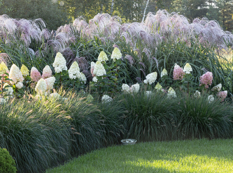 szpaler z traw ozdobnych