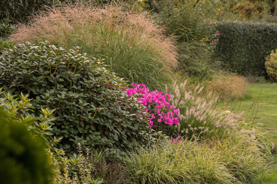 najładniejsze trawy ozdobne w ogrodzie