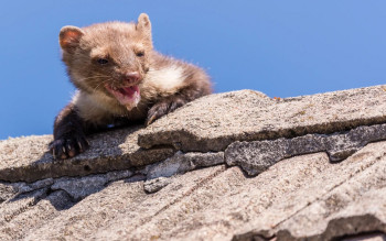 Czy można skutecznie zabezpieczyć dach przed kunami? Co zniechęci te drapieżniki?