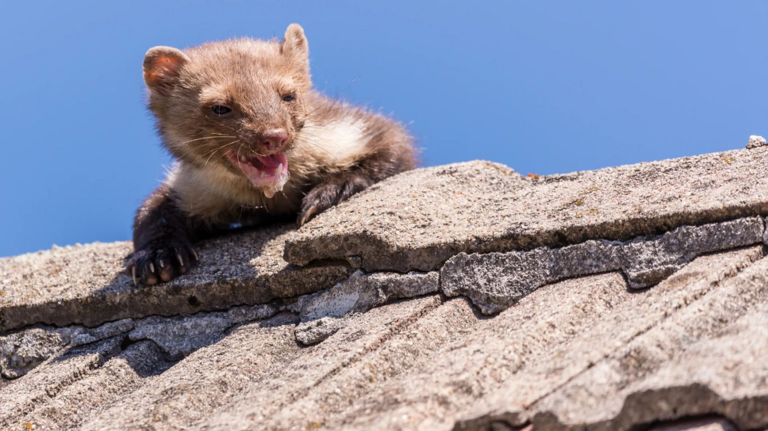 Czy można skutecznie zabezpieczyć dach przed kunami? Co zniechęci te drapieżniki?