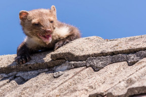 Czy można skutecznie zabezpieczyć dach przed kunami? Co zniechęci te drapieżniki?