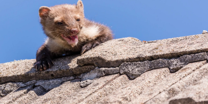 Czy można skutecznie zabezpieczyć dach przed kunami? Co zniechęci te drapieżniki?