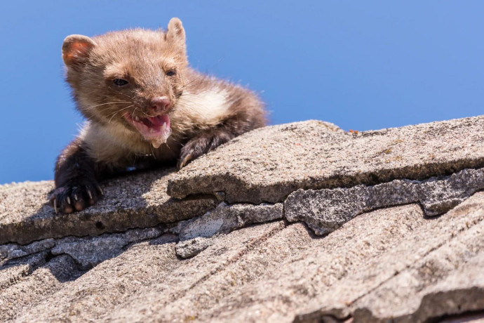 Czy można skutecznie zabezpieczyć dach przed kunami? Co zniechęci te drapieżniki?
