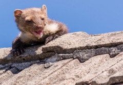 Czy można skutecznie zabezpieczyć dach przed kunami? Co zniechęci te drapieżniki?