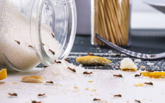 Plaga mrówek w domach. Rozsyp to przy oknach i drzwiach, a odetniesz im drogę