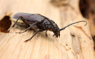 Co zżera więźbę dachową w twoim domu? To szkodnik drewna groźniejszy niż kornik