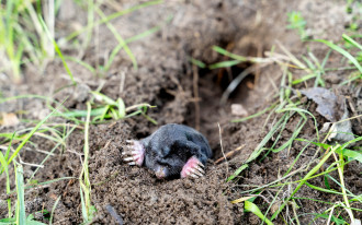 Kret niszczy trawnik? Włóż to do tunelu. Tego zapachu nie znosi