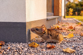 Jak zabezpieczyć styropian przed myszami? Kluczowe zasady ochrony elewacji