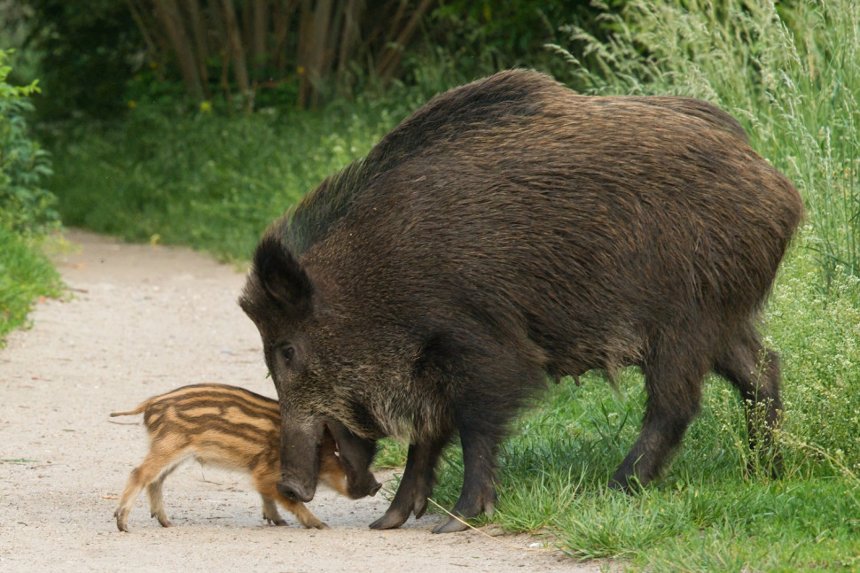 Śmieci przyciągają dziki, których jest coraz więcej w miastach.